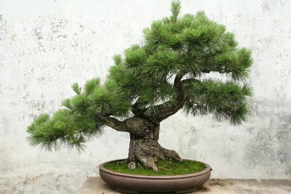 小羅漢松能長(zhǎng)大嗎,能長(zhǎng)大但生長(zhǎng)速度施肥緩慢