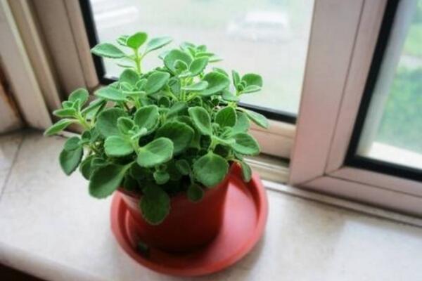 碰碰香夏天如何養護,控制光照并做好降溫措施