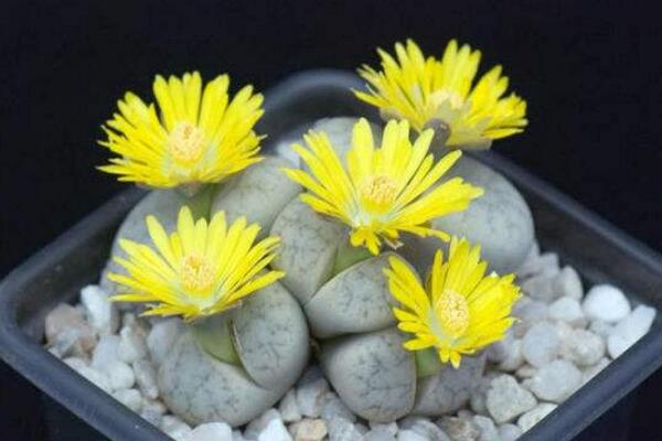 生石花開花還能活嗎,開花后會(huì)脫皮但不會(huì)死