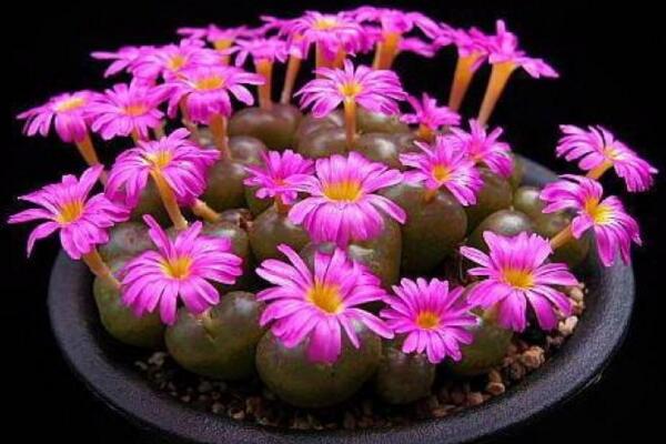 生石花開花還能活嗎,開花后會(huì)脫皮但不會(huì)死