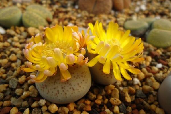 生石花開花還能活嗎,開花后會(huì)脫皮但不會(huì)死
