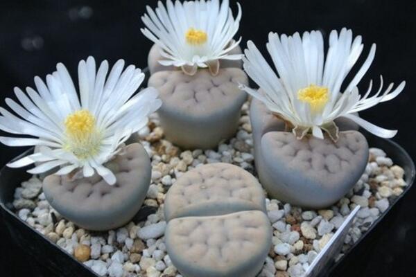 生石花開花還能活嗎,開花后會(huì)脫皮但不會(huì)死
