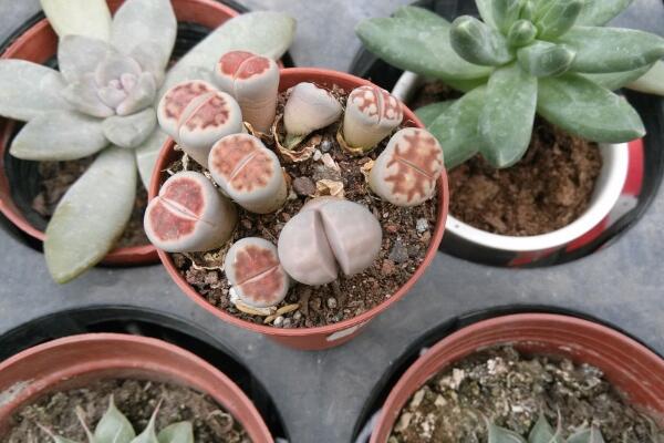 生石花用肥方法,不同的季節選擇不同的肥料施撒