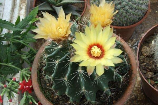 仙人球開花時間,全年都能開花但需要細心的養護