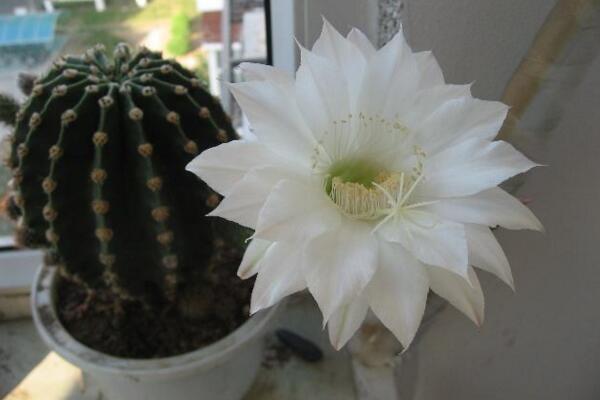 仙人球開花時間,全年都能開花但需要細心的養護