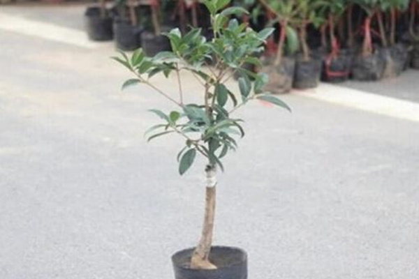 桂花樹幼苗多少錢,桂花樹價格表圖