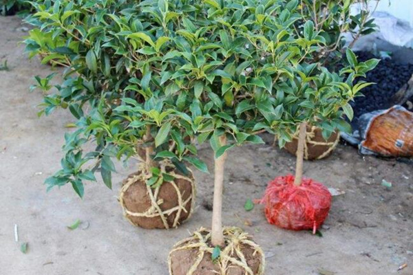 桂花樹幼苗多少錢,桂花樹價格表圖