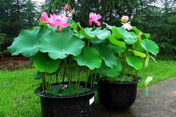 盆栽荷花的種植方法,5步即可完成荷花的種植