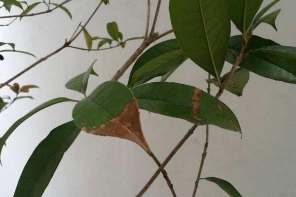 桂花樹葉子干枯怎么辦,修剪葉片并加強管理