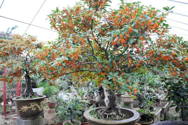 桂花樹怎么修剪,4步即可完成桂花樹的修剪