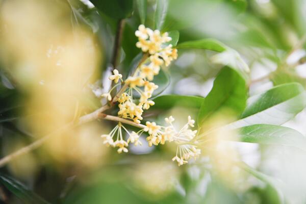 桂花樹怎么修剪,4步即可完成桂花樹的修剪