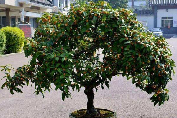 桂花樹怎么修剪,4步即可完成桂花樹的修剪