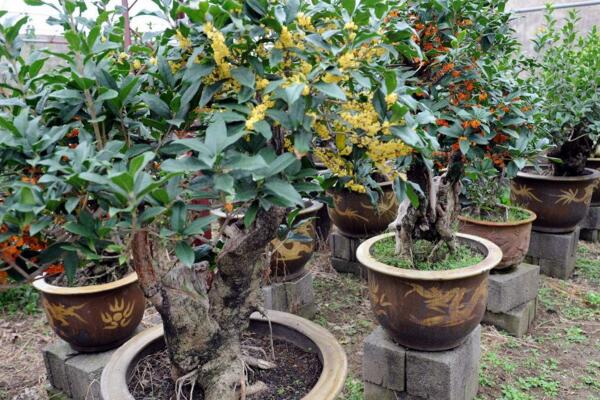 桂花樹種植技術,5步教你種好桂花樹