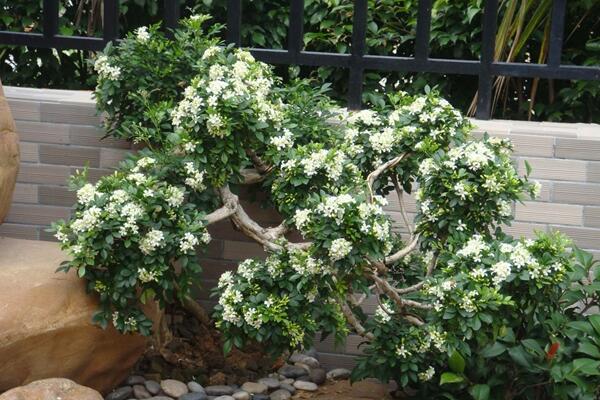 桂花樹種植技術,5步教你種好桂花樹