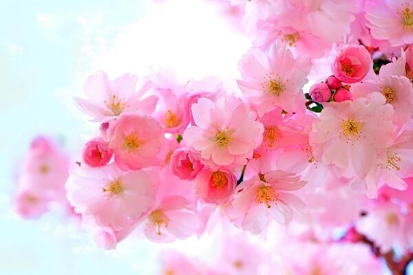 桃花和櫻花怎么區(qū)別,可以從以下4點進行區(qū)分