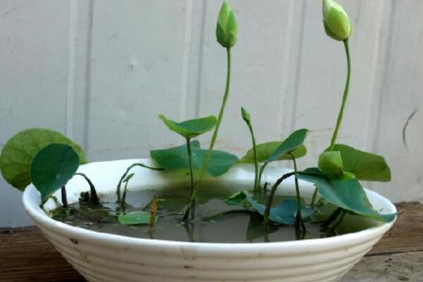 水培荷花的養(yǎng)殖方法,勤換水并保證光照充足