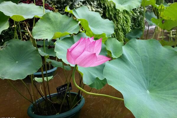 盆栽荷花如何施肥,磷鉀肥為主氮肥為輔