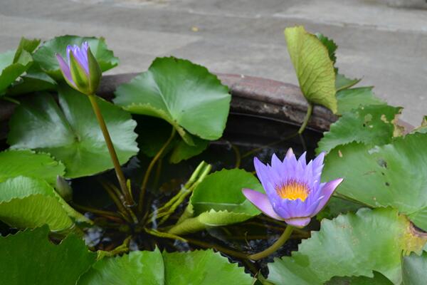 盆栽荷花如何施肥,磷鉀肥為主氮肥為輔