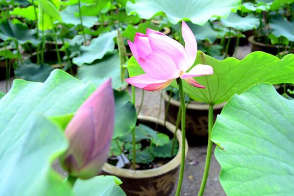 盆栽荷花如何施肥,磷鉀肥為主氮肥為輔