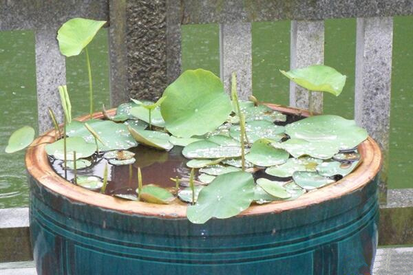 盆栽荷花如何施肥,磷鉀肥為主氮肥為輔