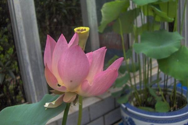 室內荷花冬天怎么養,保證溫度并加強光照
