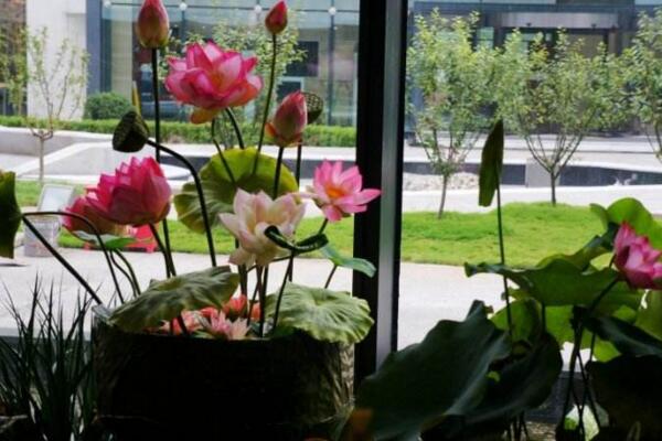 室內荷花冬天怎么養,保證溫度并加強光照