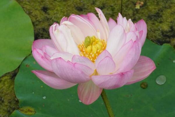 室內荷花冬天怎么養,保證溫度并加強光照