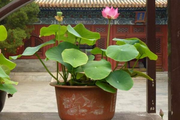 室內荷花冬天怎么養,保證溫度并加強光照