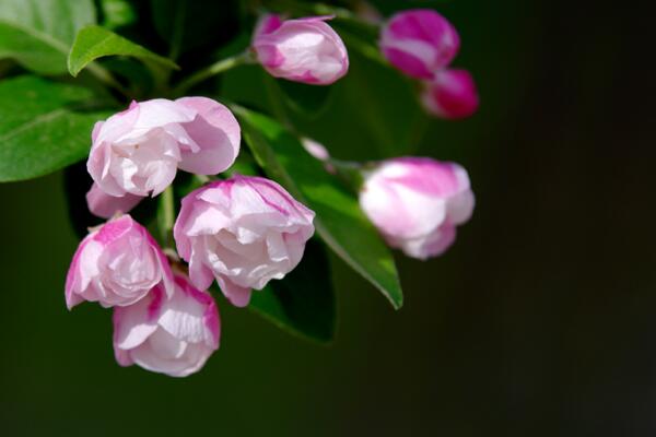 海棠花和櫻花的區(qū)別,觀察枝條、花朵很容易區(qū)分它們