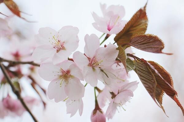 海棠花和櫻花的區(qū)別,觀察枝條、花朵很容易區(qū)分它們