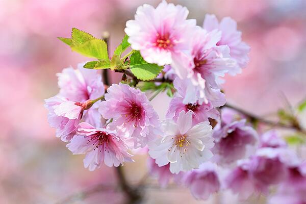 櫻花開花后怎么養護,及時修剪并補充養分