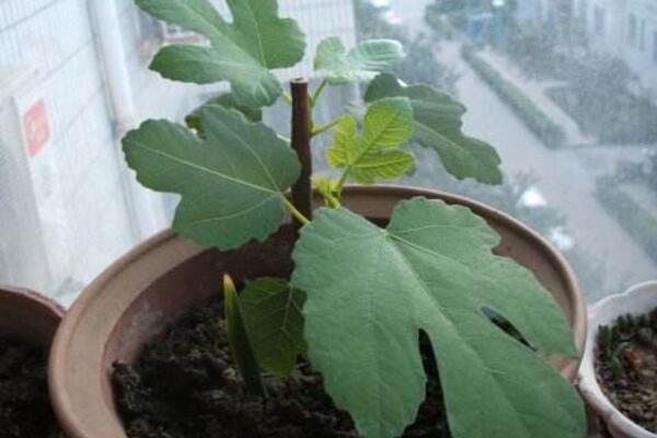 菊花的繁殖方法,可通過扦插、播種、分株、嫁接進行繁殖