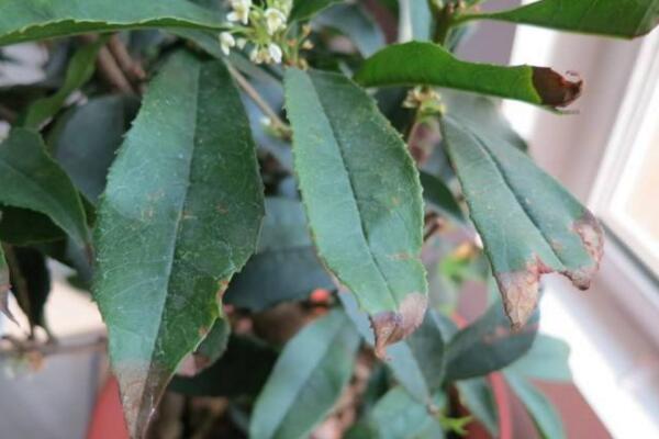 桂花葉子掉光還能活嗎,只要植株沒死就能夠救活