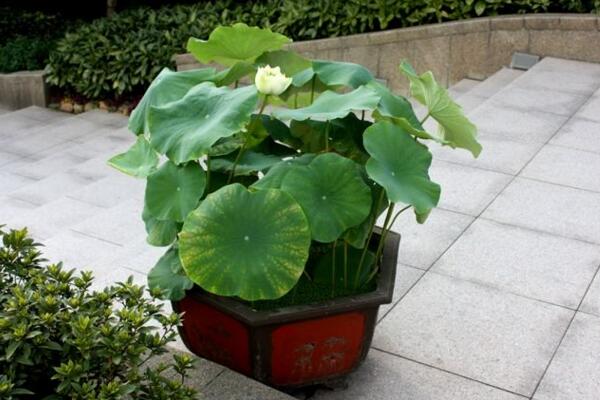 荷花葉子發黃怎么辦,及時修剪并做好消毒處理