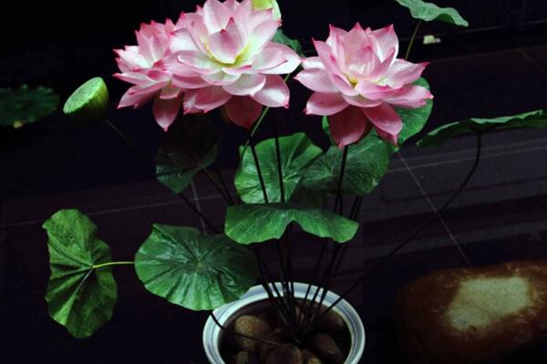 荷花能在室內(nèi)養(yǎng)嗎,可以在室內(nèi)養(yǎng)但要做好以下幾點(diǎn)