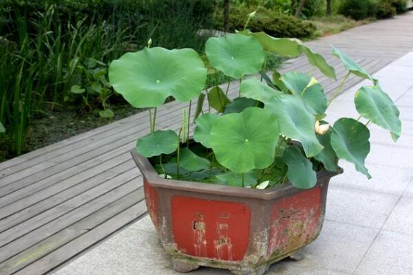 荷花能在室內(nèi)養(yǎng)嗎,可以在室內(nèi)養(yǎng)但要做好以下幾點(diǎn)