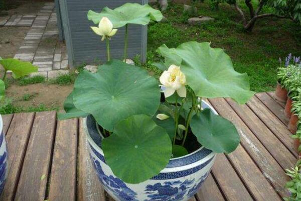 荷花能在室內(nèi)養(yǎng)嗎,可以在室內(nèi)養(yǎng)但要做好以下幾點(diǎn)