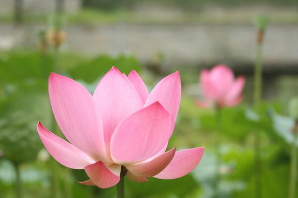 荷花怎么養(yǎng)殖,想養(yǎng)好荷花必須要做好以下5點
