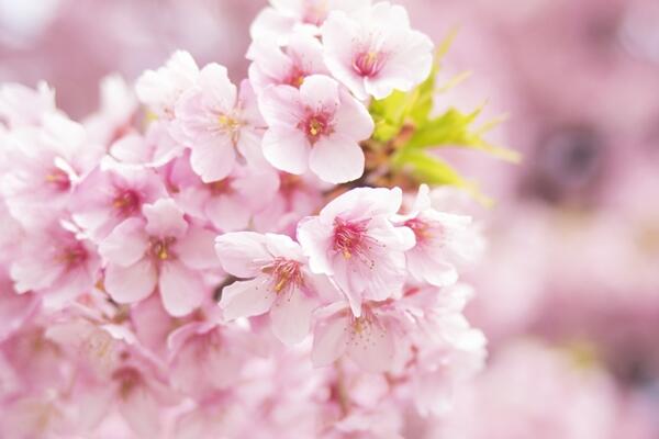 櫻花什么時候開花,每年的4月開花(花期15天左右)