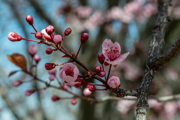 櫻花什么時候開花,每年的4月開花(花期15天左右)