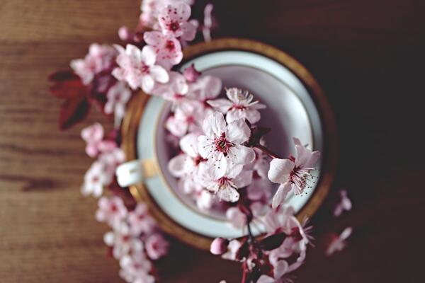 櫻花的繁殖方法,櫻花繁殖以扦插、播種以及嫁接為主