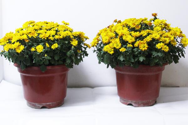 菊花怎么施肥,4步即可完成菊花的施肥