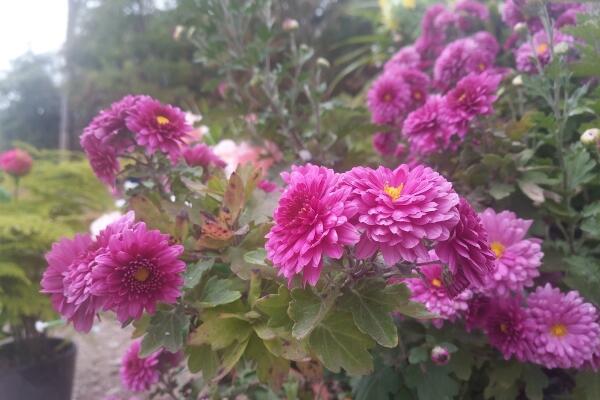 菊花怎么施肥,4步即可完成菊花的施肥