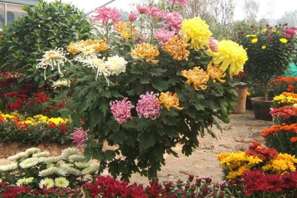 菊花怎么施肥,4步即可完成菊花的施肥