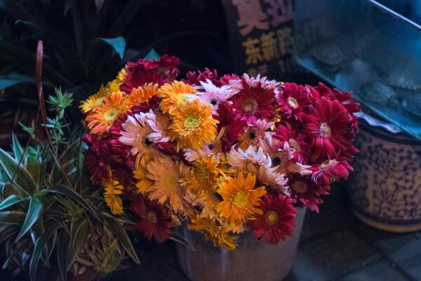 菊花怎么施肥,4步即可完成菊花的施肥