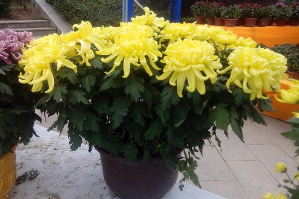 盆栽菊花的養殖方法,以下5點必須要掌握