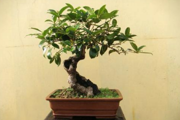 盆栽桂花樹(shù)種植技術(shù),種植最佳時(shí)期在每年的春季