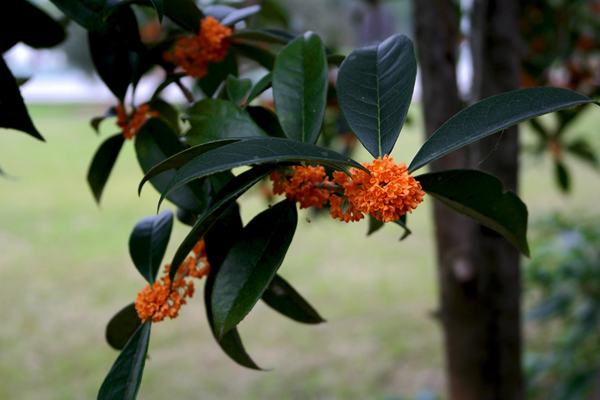 盆栽桂花樹(shù)種植技術(shù),種植最佳時(shí)期在每年的春季