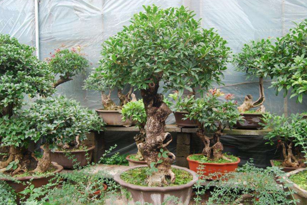 盆栽桂花樹(shù)種植技術(shù),種植最佳時(shí)期在每年的春季