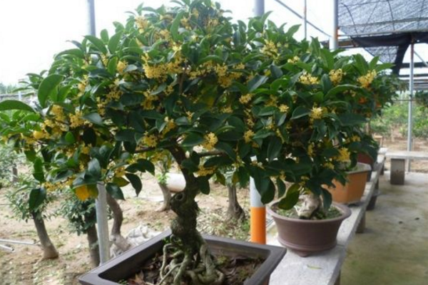 盆栽桂花樹(shù)種植技術(shù),種植最佳時(shí)期在每年的春季